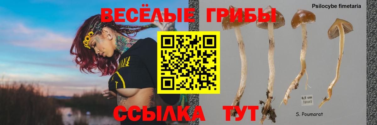 Псилоцибиновые грибы мицелий  где продают   Тула  Вход с VPN 